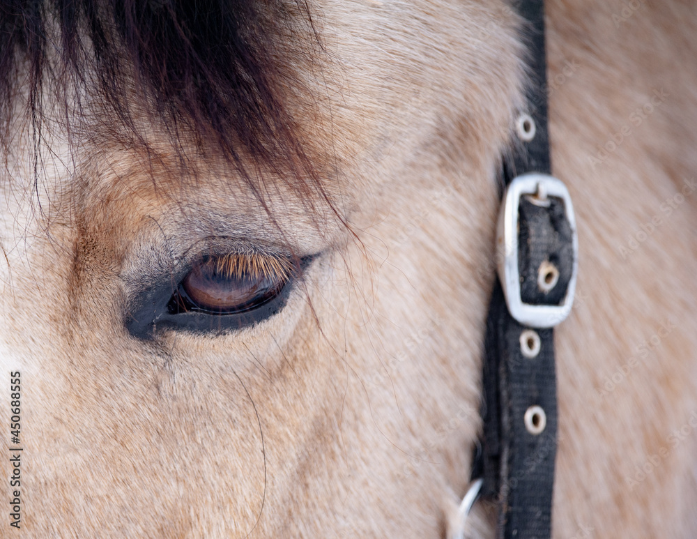 Horse eye closeup