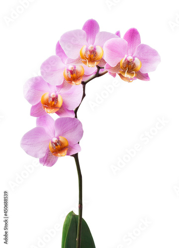 Pink streaked orchid flower  isolated  