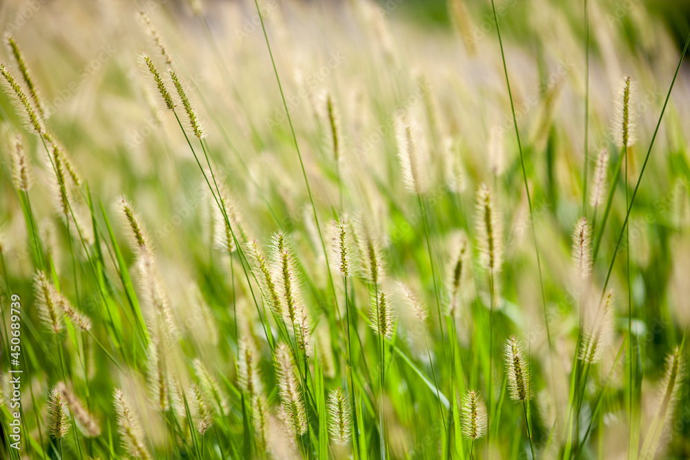 green reed in meadow - beautiful nature in autumn