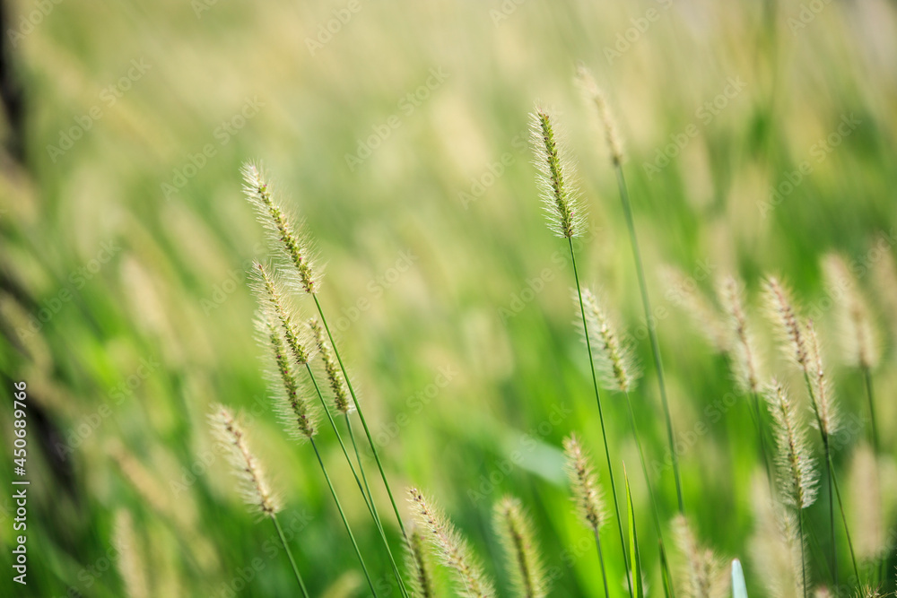 green reed in meadow - beautiful nature in autumn