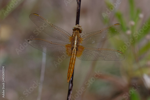 Immature Male Scarlet dragonfly (Crocothemis erythraea) © André LABETAA