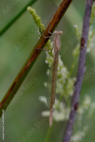 Common winter damselfly (Sympecma fusca) photo