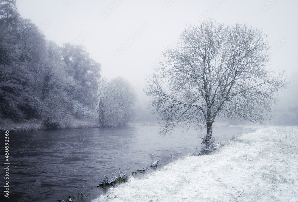 Lonely tree in winter Lonely tree in winter