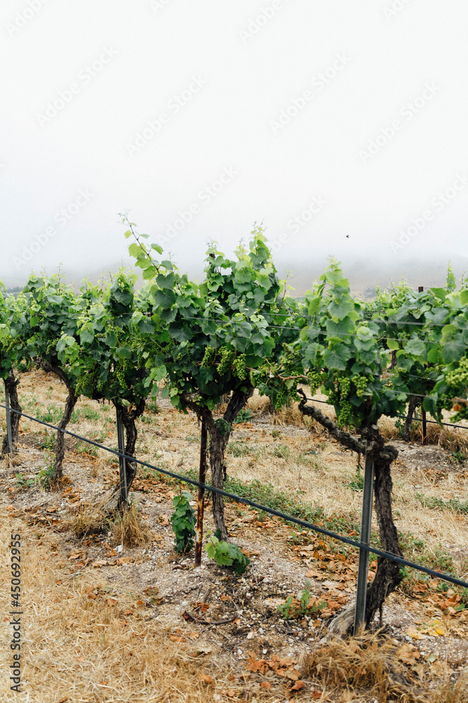 Vineyards in California Wine Country