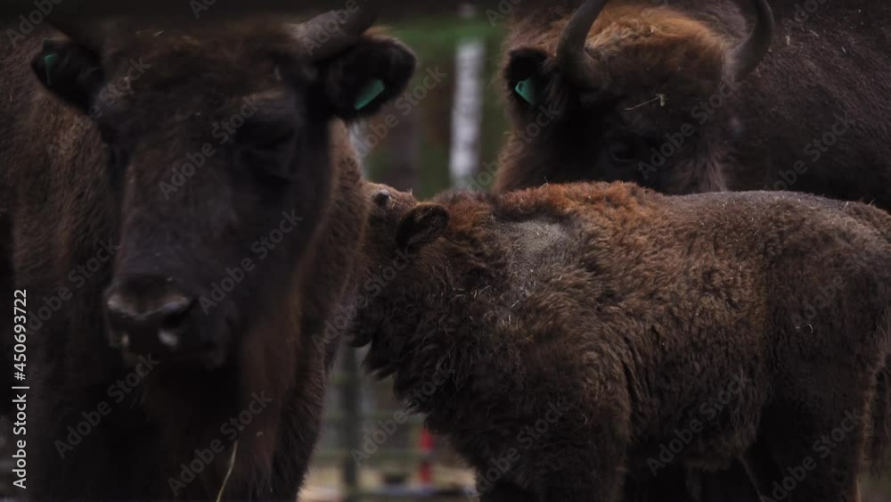 European bison in Belovezhskaya Pushcha National Park, Bison bonasus, UNESCO World Heritage Site. 4K 25fps European bison in Belovezhskaya Pushcha National Park, Bison bonasus, UNESCO World Heritage Site. 4K 25fps