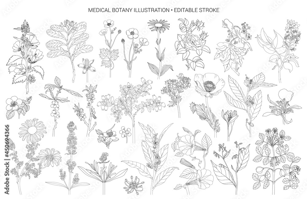 Obraz Vector set flowers illustration. 28 elements with botanical flowers outline with leaves in black isolated on white background. Ornate contour Anthurium flowers for summer design or coloring book