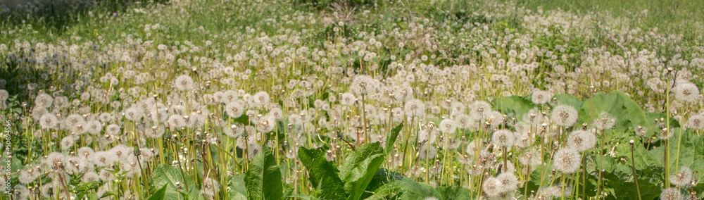 Lot of dandelion stems with white ball of seeds on green grass background Lot of dandelion stems with white ball of seeds on green grass background