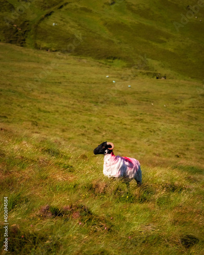 Wild Irish sheep photo