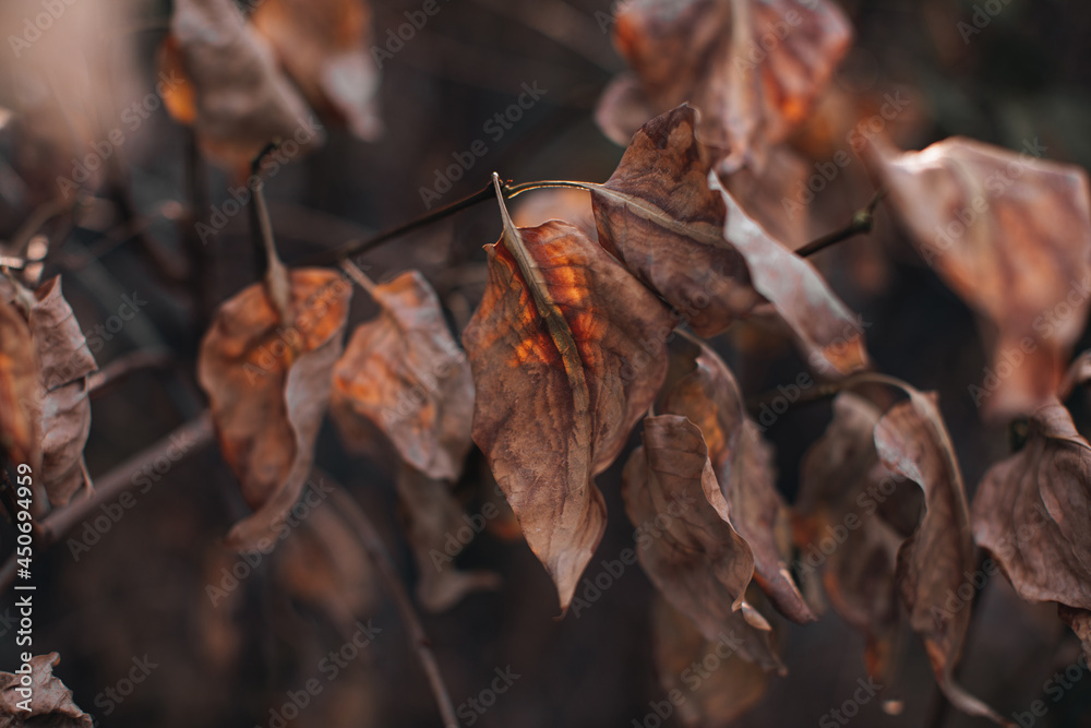 Dry brown autumn leaves on a beige blurred background. Autumn mood and details of nature.