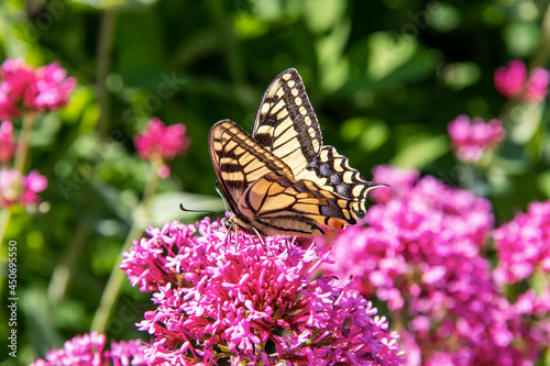 Papillon machaon ou grand porte-queue posé sur une fleur de valériane rouge © guitou60
