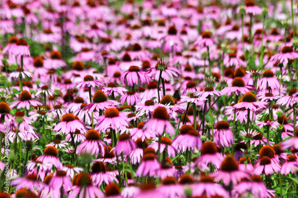 Naklejka premium Fields of Echinacea purpurea or eastern purple coneflower in medical garden in