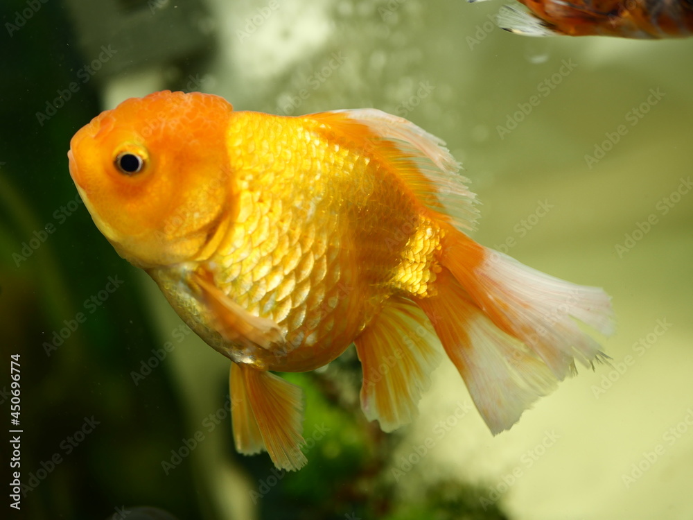 The fish are very beautiful in color swimming in the water tank aquarium, the water is very clear making the beauty of the fish's body very clearly visible The fish are very beautiful in color swimming in the water tank aquarium, the water is very clear making the beauty of the fish's body very clearly visible