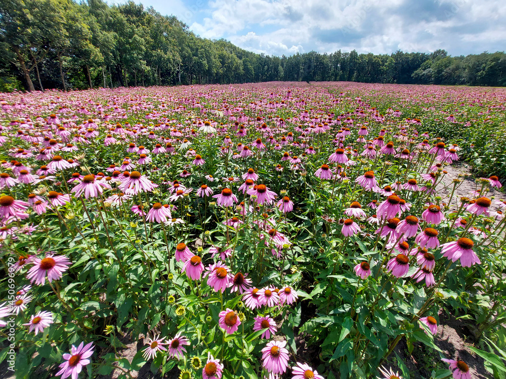 Fields of Echinacea purpurea  or eastern purple coneflower in medical garden in 