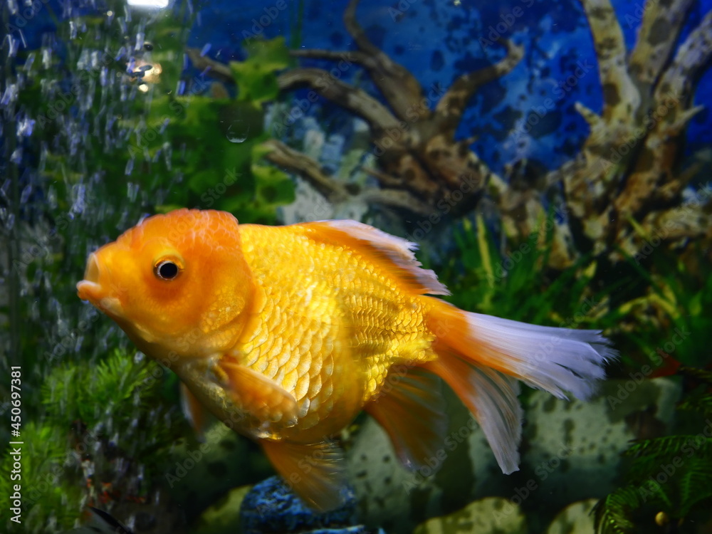 The fish are very beautiful in color swimming in the water tank aquarium, the water is very clear making the beauty of the fish's body very clearly visible The fish are very beautiful in color swimming in the water tank aquarium, the water is very clear making the beauty of the fish's body very clearly visible
