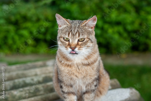 Funny white-brown tabby cat sits in the garden. The offended cat shows out its tongue and looks down. Blurred background of green bushes  sunny day.