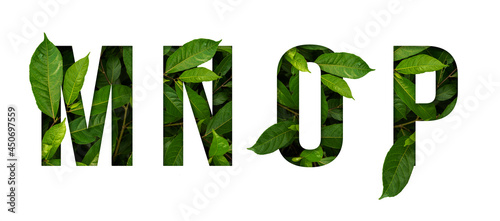 Leaf font M,N,O,P isolated on white background. Leafs font M,N,O,P made of Real alive leaves with Previous paper cut shape of font.