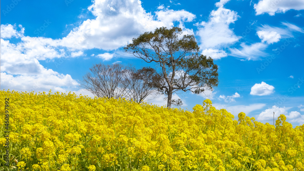 rapeseed field and sky