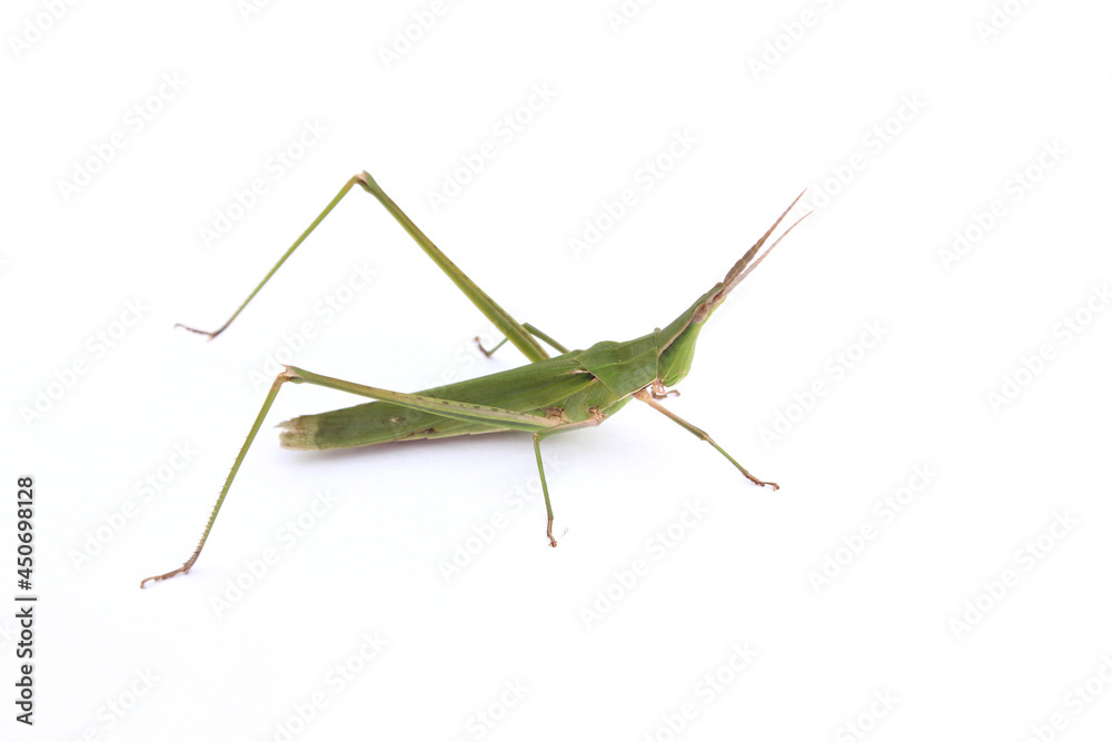 long-headed grasshopper isolated white background long-headed grasshopper isolated white background