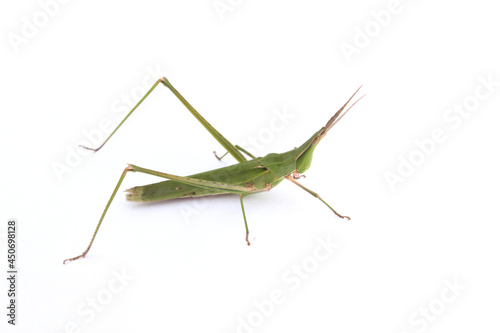 long-headed grasshopper isolated white background