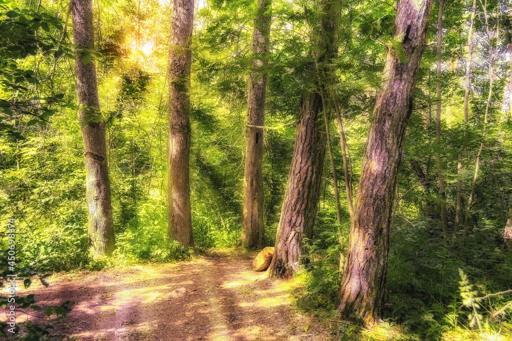 Toned image of a fairy forest with sun rays