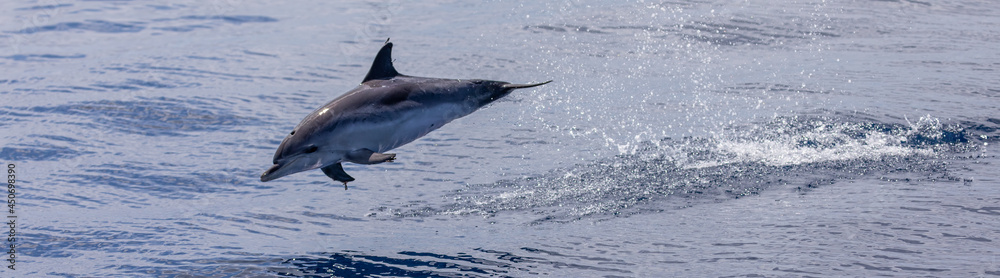 Fototapeta premium Dolphins swimming, leaping and playing