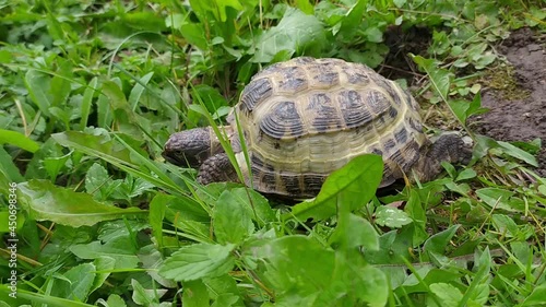 The turtle walks in the summer outdoors and eats grass photo