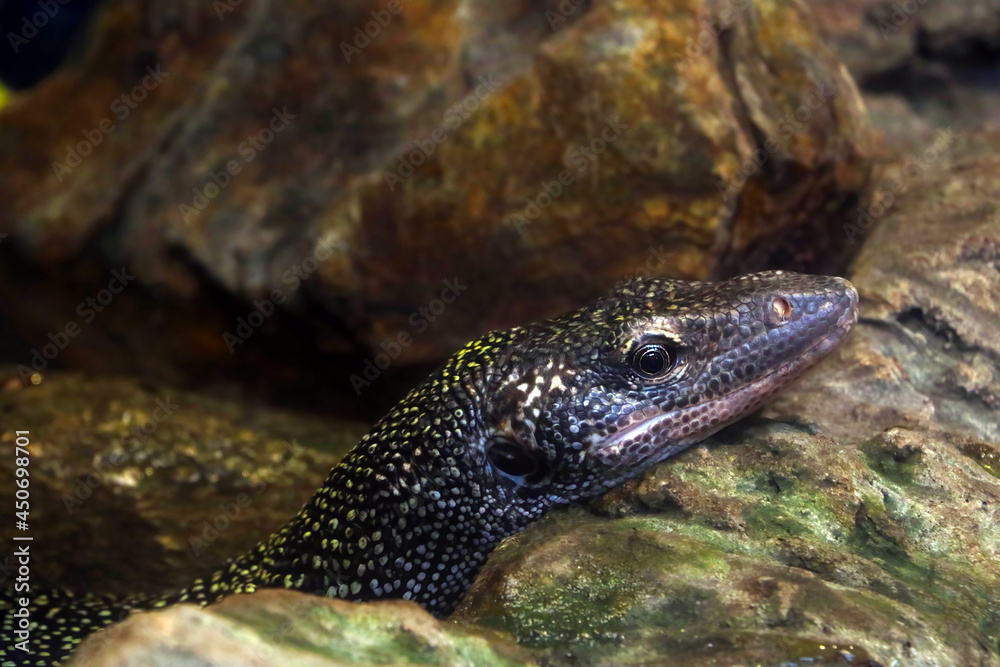 The dark lizard lies on a rock and warms up. The dark lizard lies on a rock and warms up.