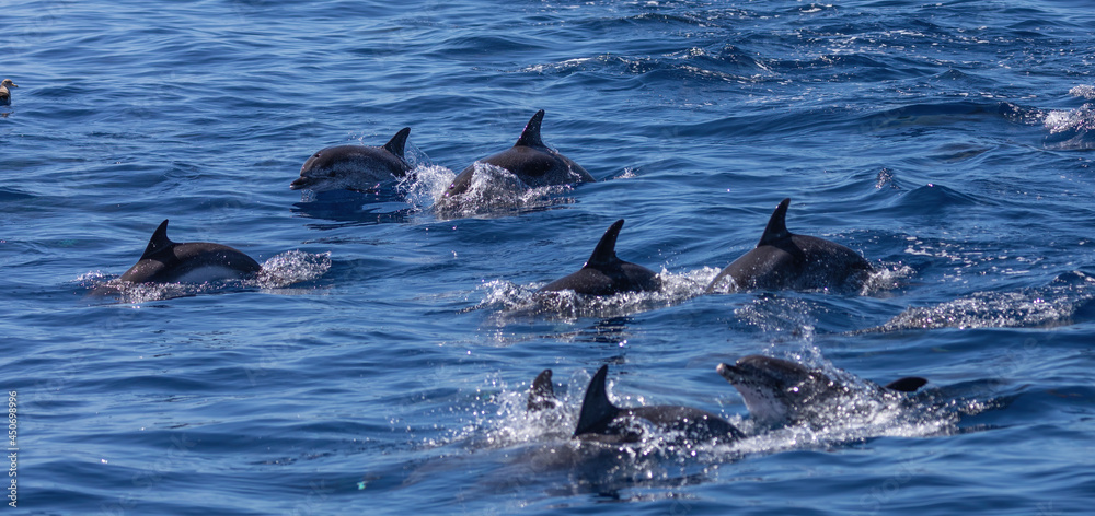 Fototapeta premium Dolphins swimming, leaping and playing