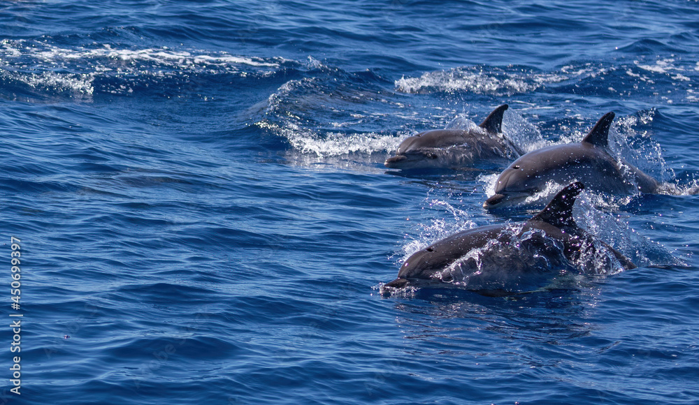 Naklejka premium Dolphins swimming, leaping and playing