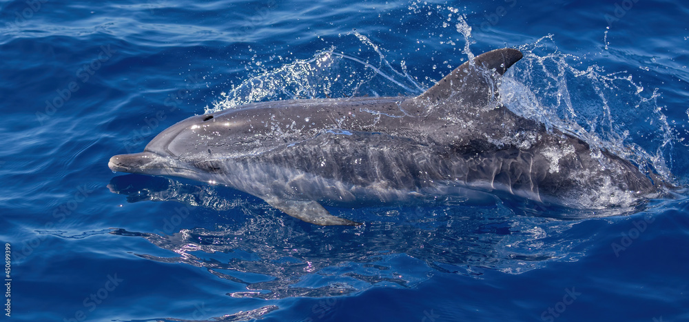 Naklejka premium Dolphins swimming, leaping and playing