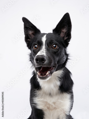 funny crazy dog. smooth-haired black and white Border Collie with curve muzzle © annaav