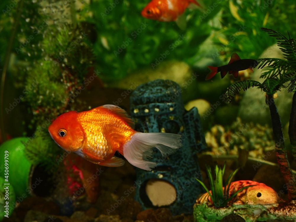 The fish are very beautiful in color swimming in the water tank aquarium, the water is very clear making the beauty of the fish's body very clearly visible The fish are very beautiful in color swimming in the water tank aquarium, the water is very clear making the beauty of the fish's body very clearly visible