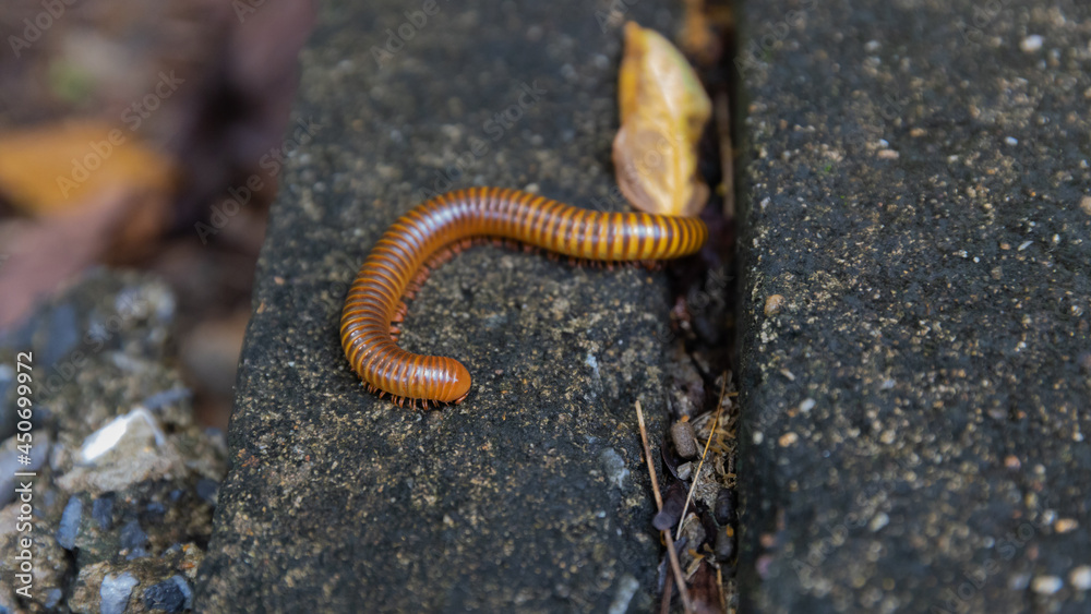 Mating millipede,millipede walking on ground in the rainy season of Thailand. Mating millipede,millipede walking on ground in the rainy season of Thailand.