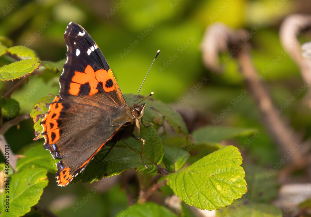 Red Admiral (Canary Islands subspecies) Red Admiral (Canary Islands subspecies)