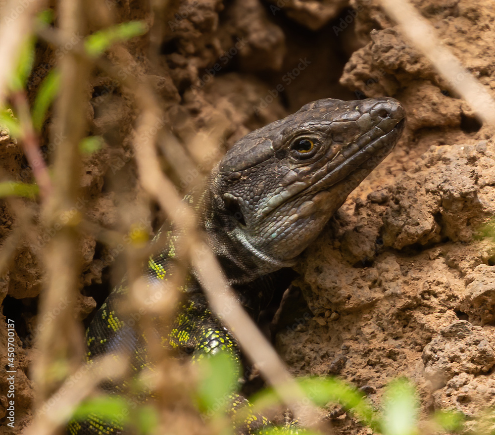 Obraz premium Gallot's lizard, Tenerife