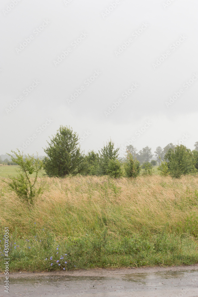 Summer landscape. Vegetation, trees, shrubs and grass against the blue sky. Countryside. Summer landscape. Vegetation, trees, shrubs and grass against the blue sky. Countryside.