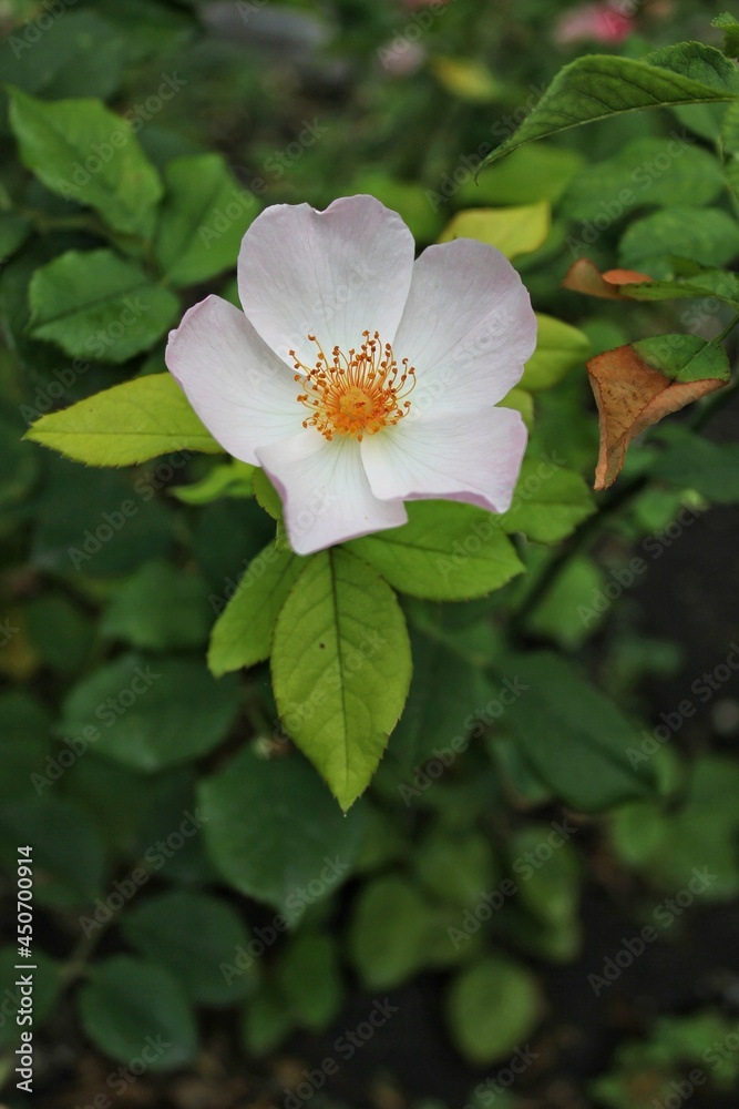 Closeup of a beautiful white rose in full bloom growing in the summer flower garden. Closeup of a beautiful white rose in full bloom growing in the summer flower garden.