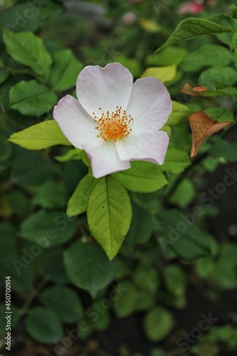 Closeup of a beautiful white rose in full bloom growing in the summer flower garden.