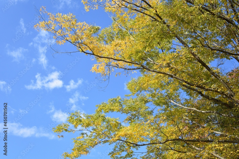 blue sky and yellow leaves blue sky and yellow leaves