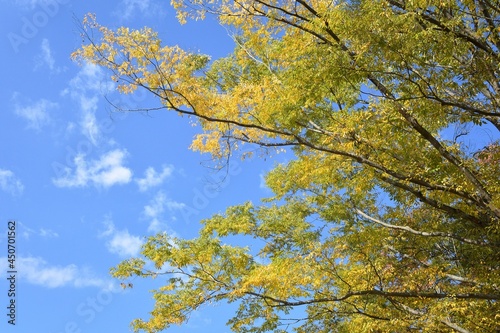 blue sky and yellow leaves 