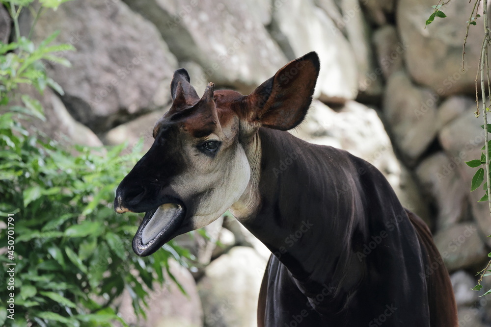 Fototapeta premium オカピ