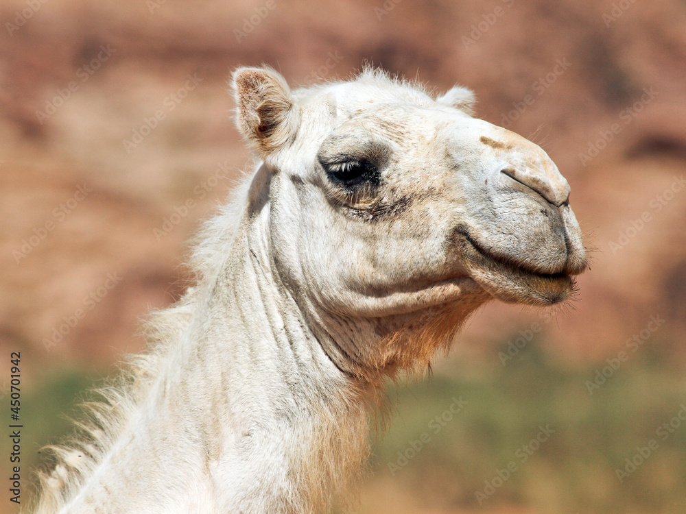 cute camel face