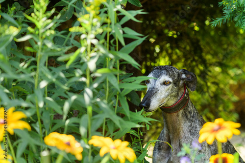 Galgo Espanol im blühenden Garten