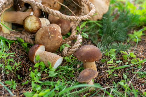 Mushroom boletus edilus. Popular white Boletus mushrooms in forest.