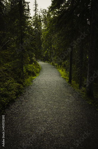 path in the woods photo