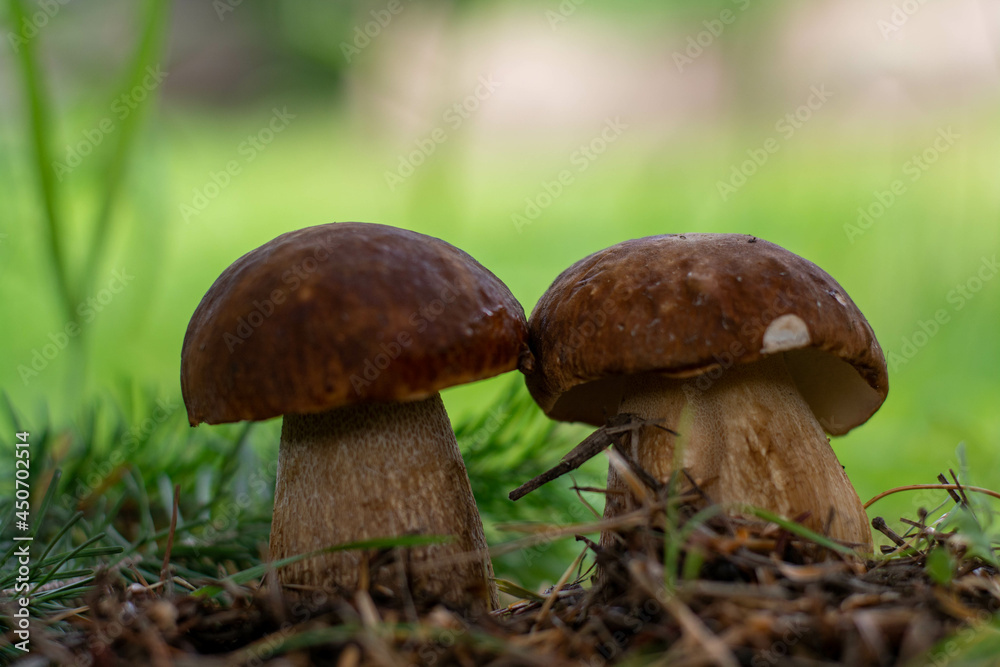 Mushroom boletus edilus. Popular white Boletus mushrooms in forest. Mushroom boletus edilus. Popular white Boletus mushrooms in forest.