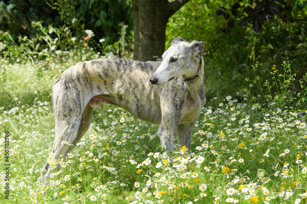 Fototapeta premium Stehender Galgo Espanol 