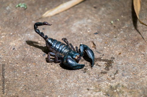 selective focus large black scorpion on the ground in front of the house during the rainy season Poisonous insects during the rainy season. Warning concept. danger from poisonous animals