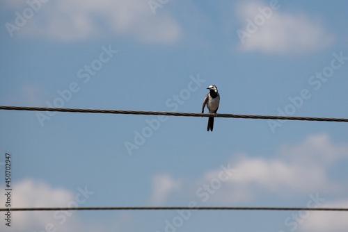 White Wagtail Motacilla alba sitting on eletric wire against a blue sky background. Copy space © Klemenso