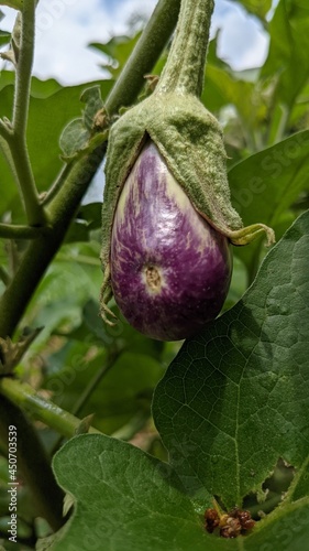 eggplant on the vine